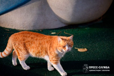 Доброе утро, Евпатория!. Температура воздуха поднимется сегодня до +7°С