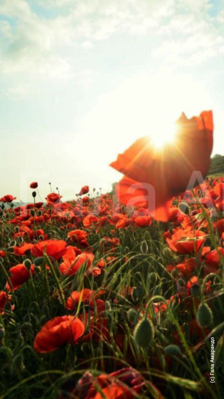 �������������: ���� - ������