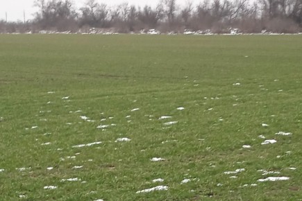 В Красноперекопском районе регулярно проводятся мониторинги состояния посевов сельскохозяйственных культур под урожай 2026 года