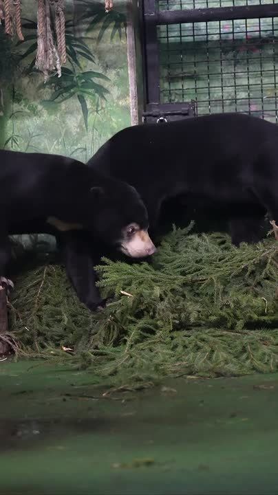 Кот Мостик: У малайских мишек из Московского зоопарка спа-день