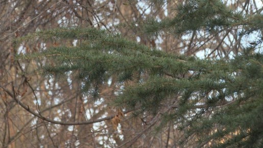 Доброе утро, Симферополь!. #симферополь #утро