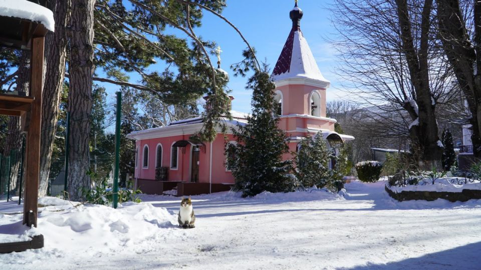 Кот Мостик: В Крыму есть место, где одновременно живут больше 100 кошек! И это не приют для животных, а Свято-Троице-Параскевиевский Топловский женский монастырь