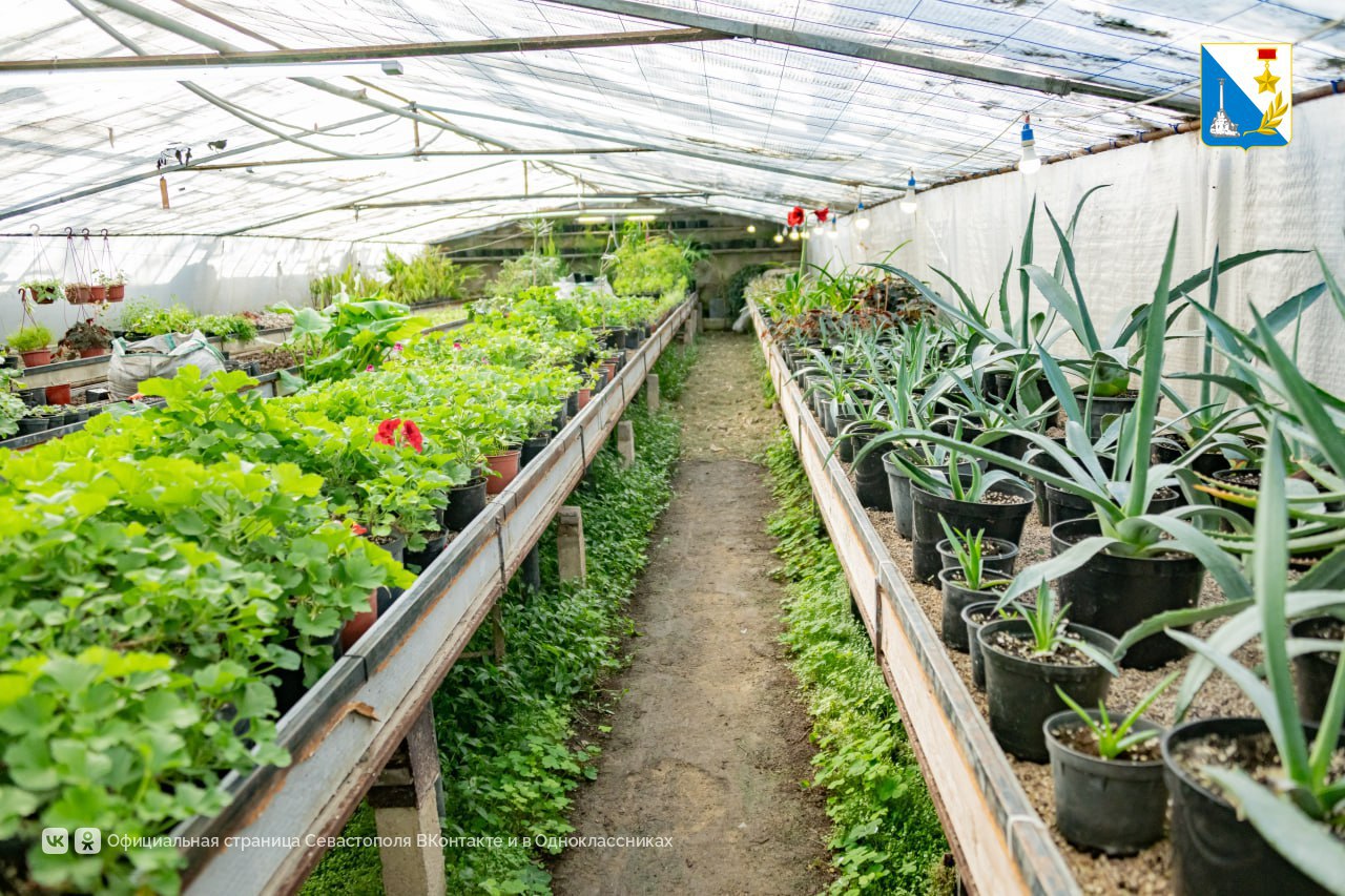 В теплицах «Парков и скверов» начали выращивать летнюю цветочную рассаду В теплицах «Парков и скверов» начали выращивать летнюю цветочную рассаду