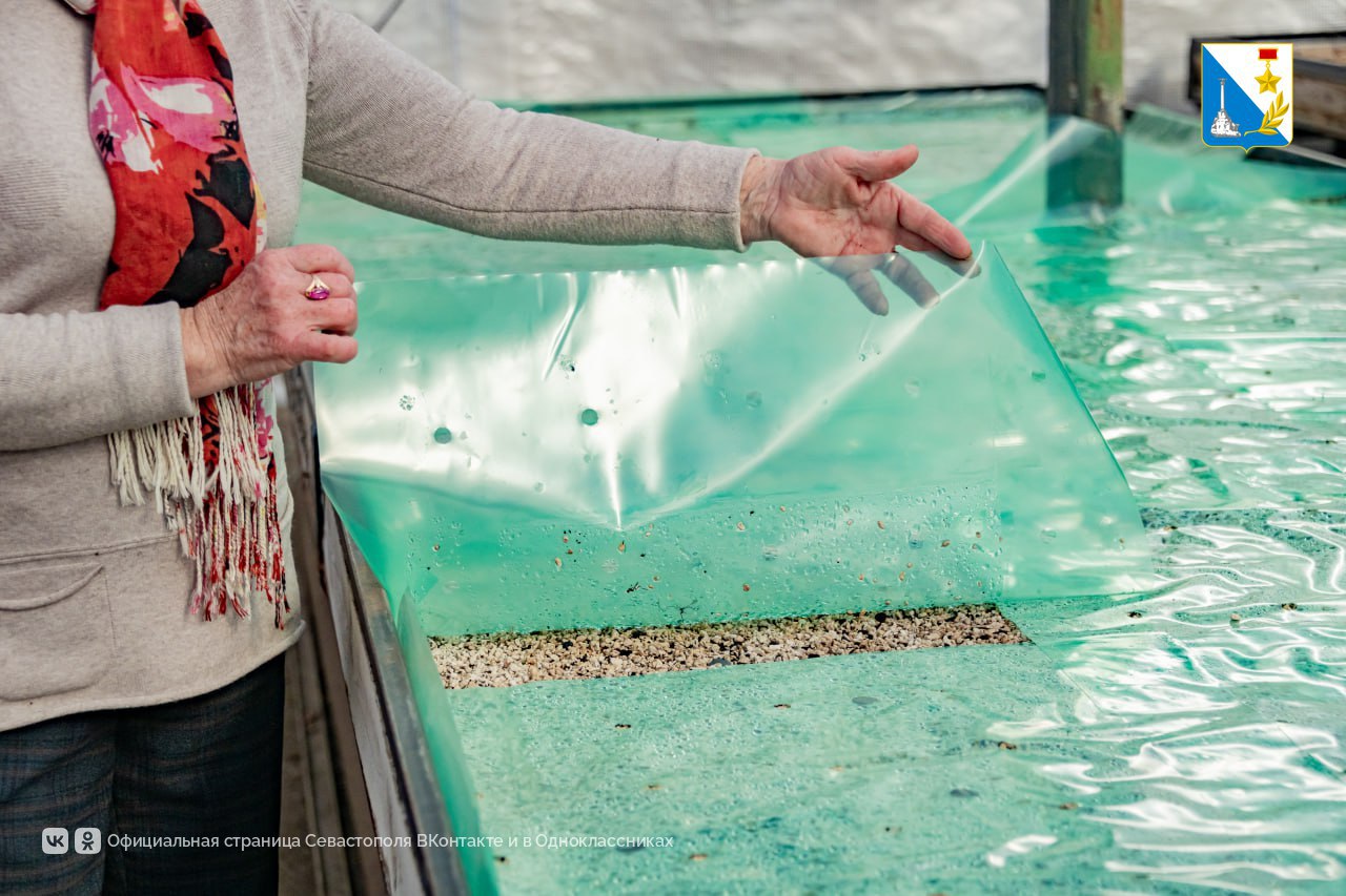 В теплицах «Парков и скверов» начали выращивать летнюю цветочную рассаду В теплицах «Парков и скверов» начали выращивать летнюю цветочную рассаду