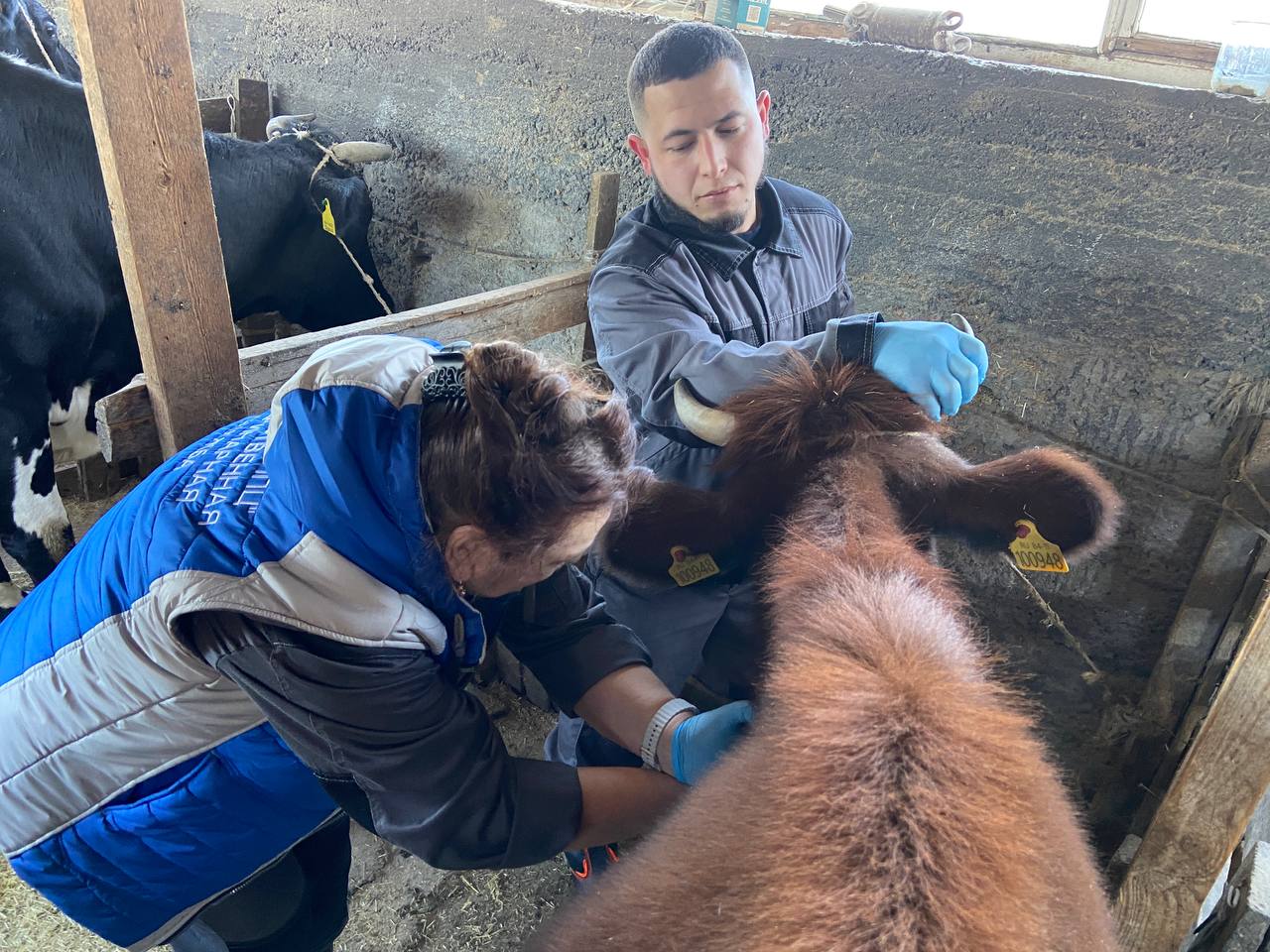 Сотрудники Госветслужбы Крыма проводят плановую вакцинацию животных в Бахчисарайском районе Сотрудники Госветслужбы Крыма проводят плановую вакцинацию животных в Бахчисарайском районе