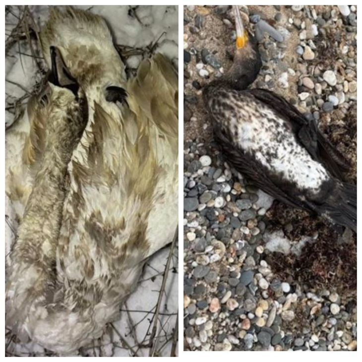 ����������� ����������������� ����� ��������� ������������ �������� ����� ���� � ���������