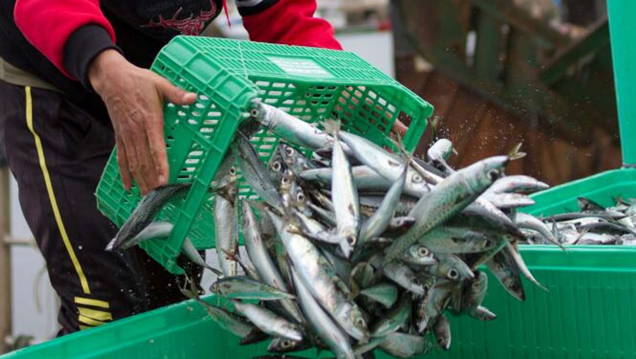 В Севастополе вылов рыбы вырос в полтора раза в 2025 году