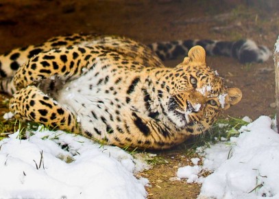 ����, �������� � ������� ���: ��� �������� ����� ��������� ���������������� ��������� � ������� ������