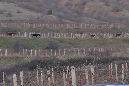 ����� ������� �� ������������� ��������� ��� ��������� �������� �������