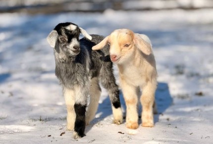 �������� ������ ����: � ��������������� ��������� ����������!