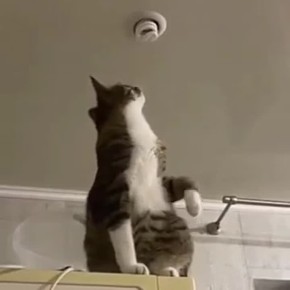 ���������� �������� ���������