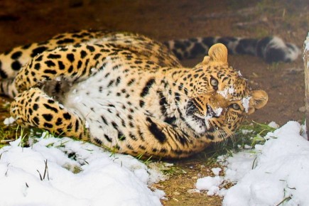 ������ ����� ���������������� ���������