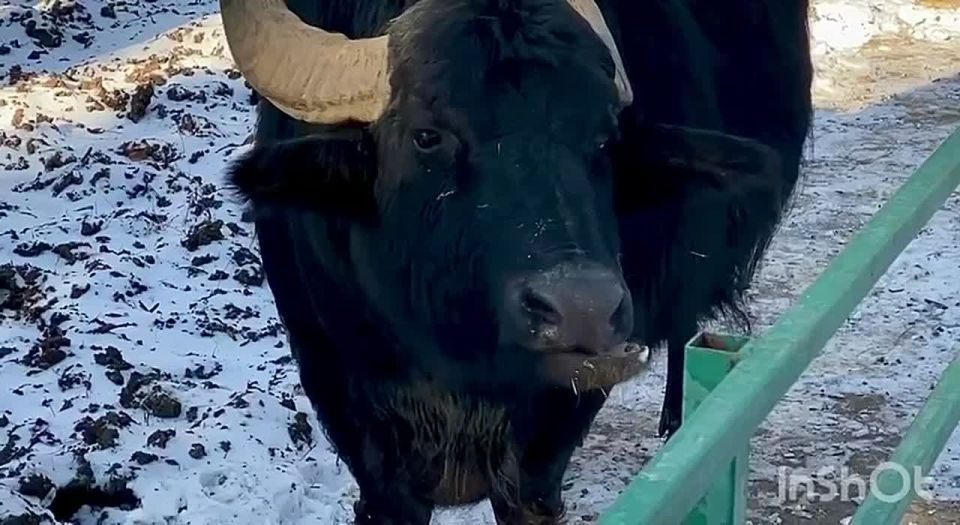 ������������, ����������� ����� ���������� ���������������� ���������