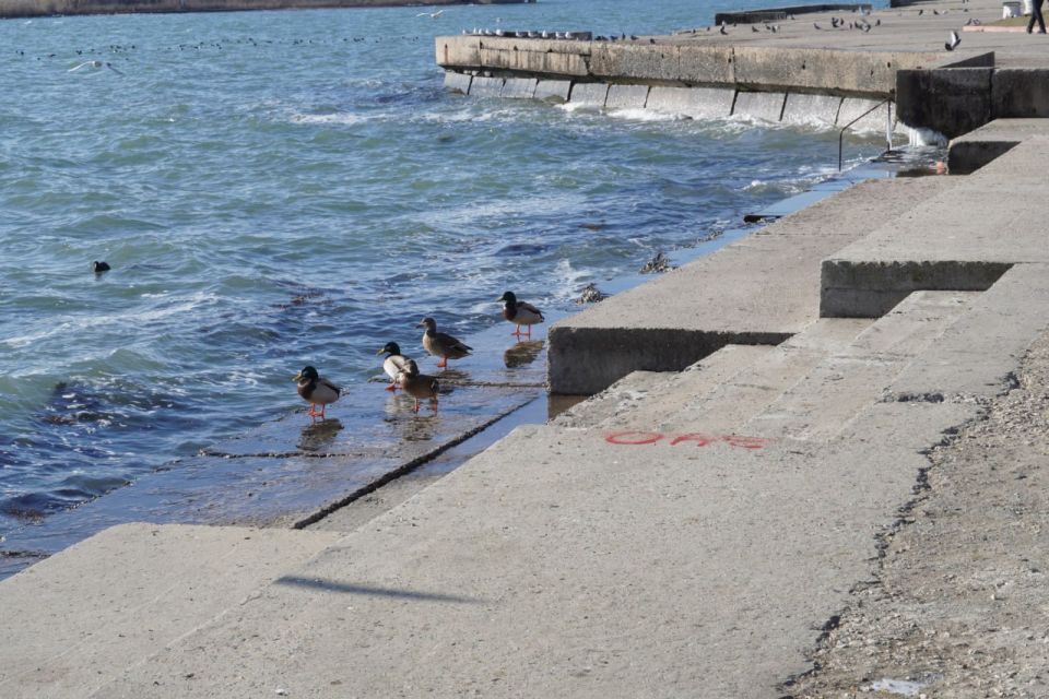 Олег Каторгин: Сделаны первые шаги в реализации поручения Главы Крыма Сергея Аксёнова о назначении единого подрядчика для выполнения берегоукрепительных работ на городской набережной Олег Каторгин: Сделаны первые шаги в реализации поручения Главы Крыма Сергея Аксёнова о назначении единого подрядчика для выполнения берегоукрепительных работ на городской набережной