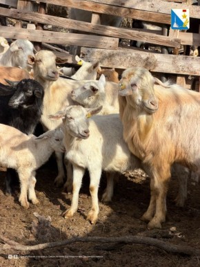 В Севастополе ветеринары начали весеннюю диагностику туберкулёза и вакцинацию мелкого рогатого скота