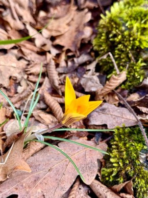 Олег Царёв: Февраль в крымских горах — время крокуса