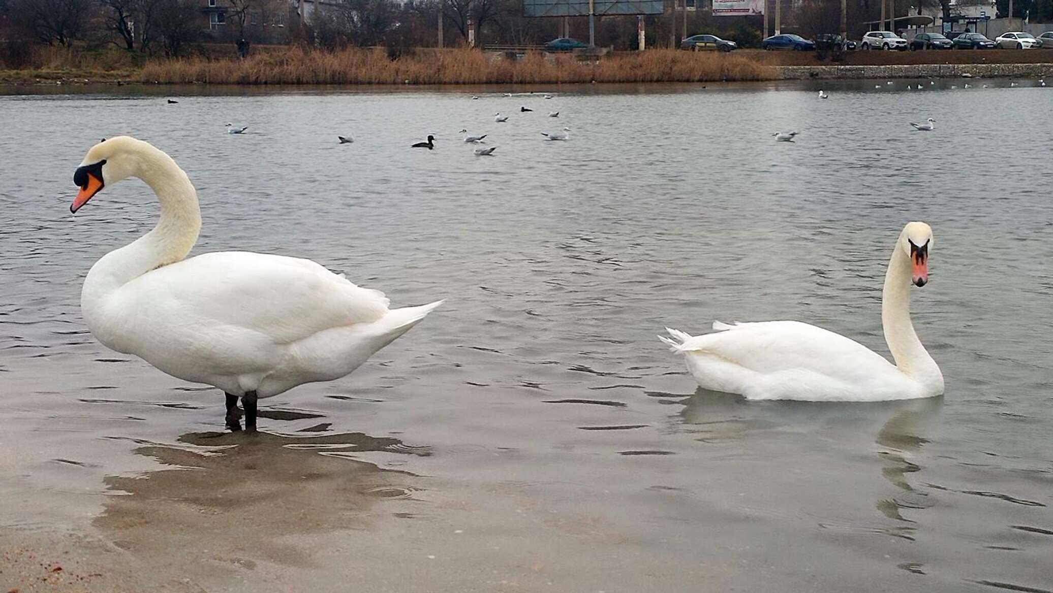 Птицы на зимовке в Крыму: чем можно и нужно ли подкармливать