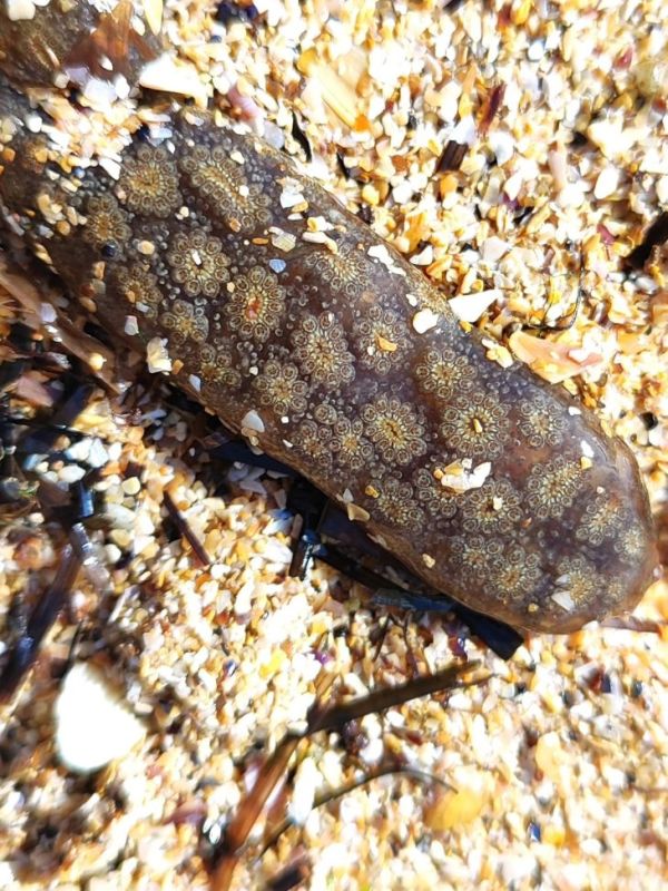 ����� �������� ������ � ������ ����� ������� �������� ����������