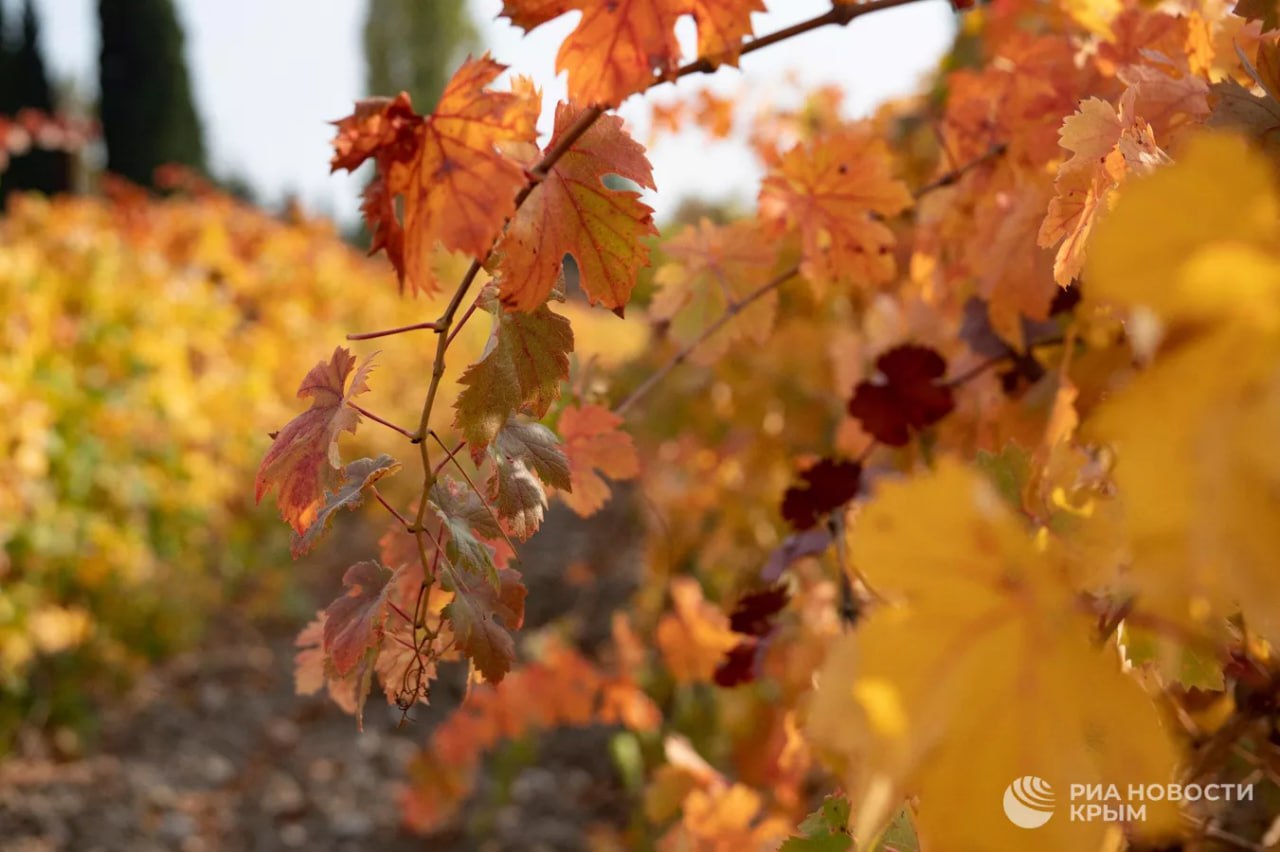 В этом году на субсидии в отрасли крымского виноградарства и виноделия выделят 931 миллион рублей