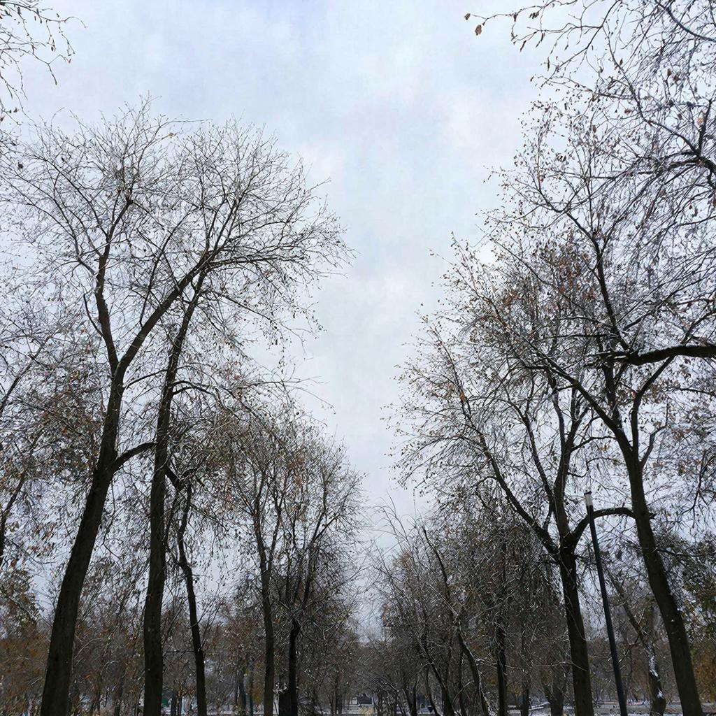 Эксперт объяснила необходимость весенней побелки деревьев