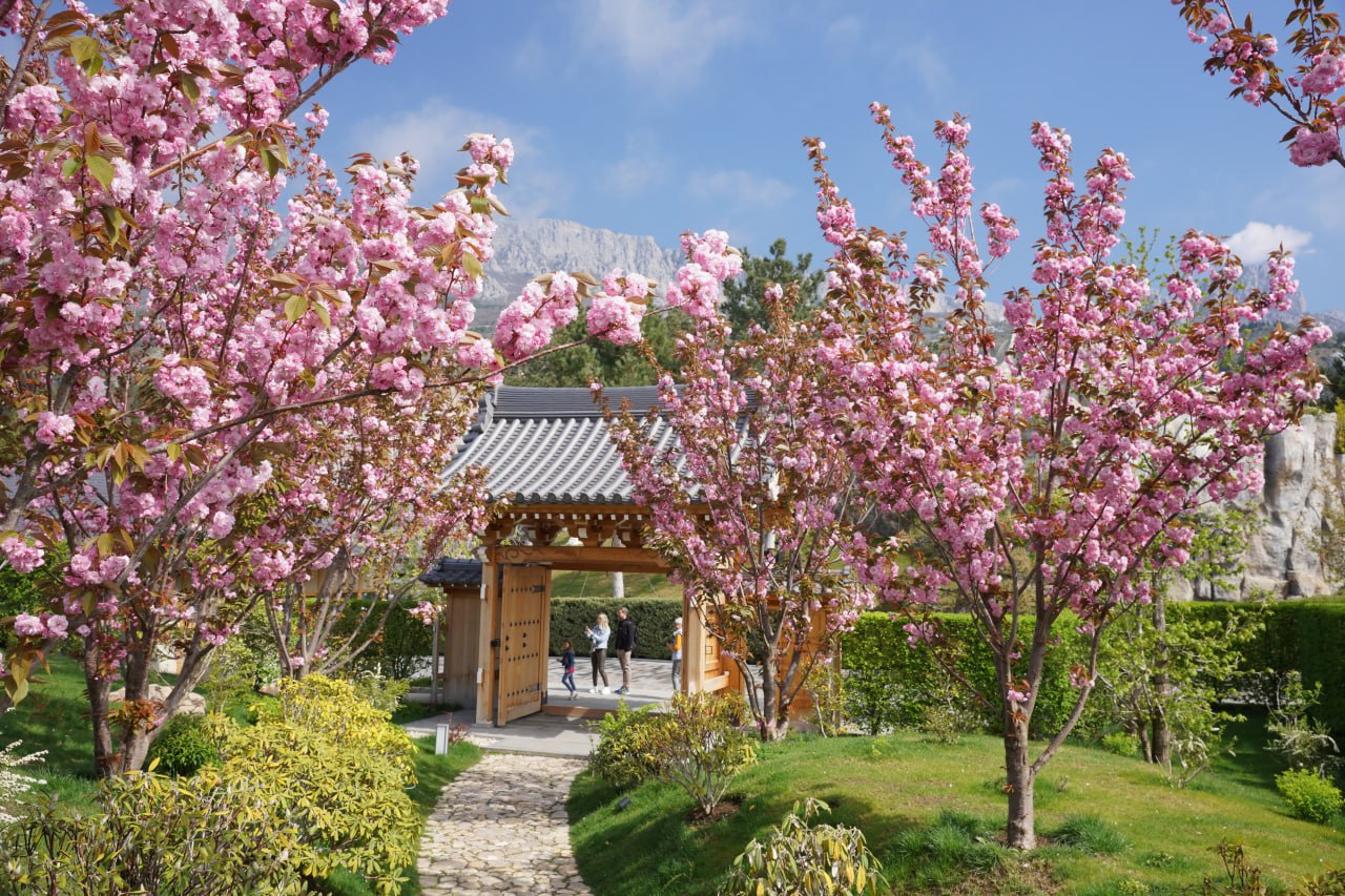 Чудо Ханами в Крыму: что ждёт гостей фестиваля «Цветущая сакура»