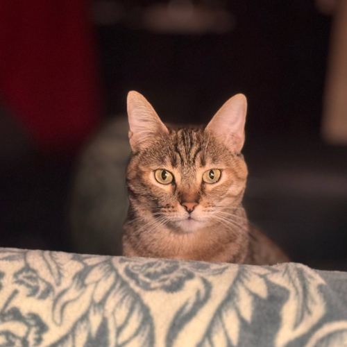 За выходные ветеринарные специалисты привили более 54 животных