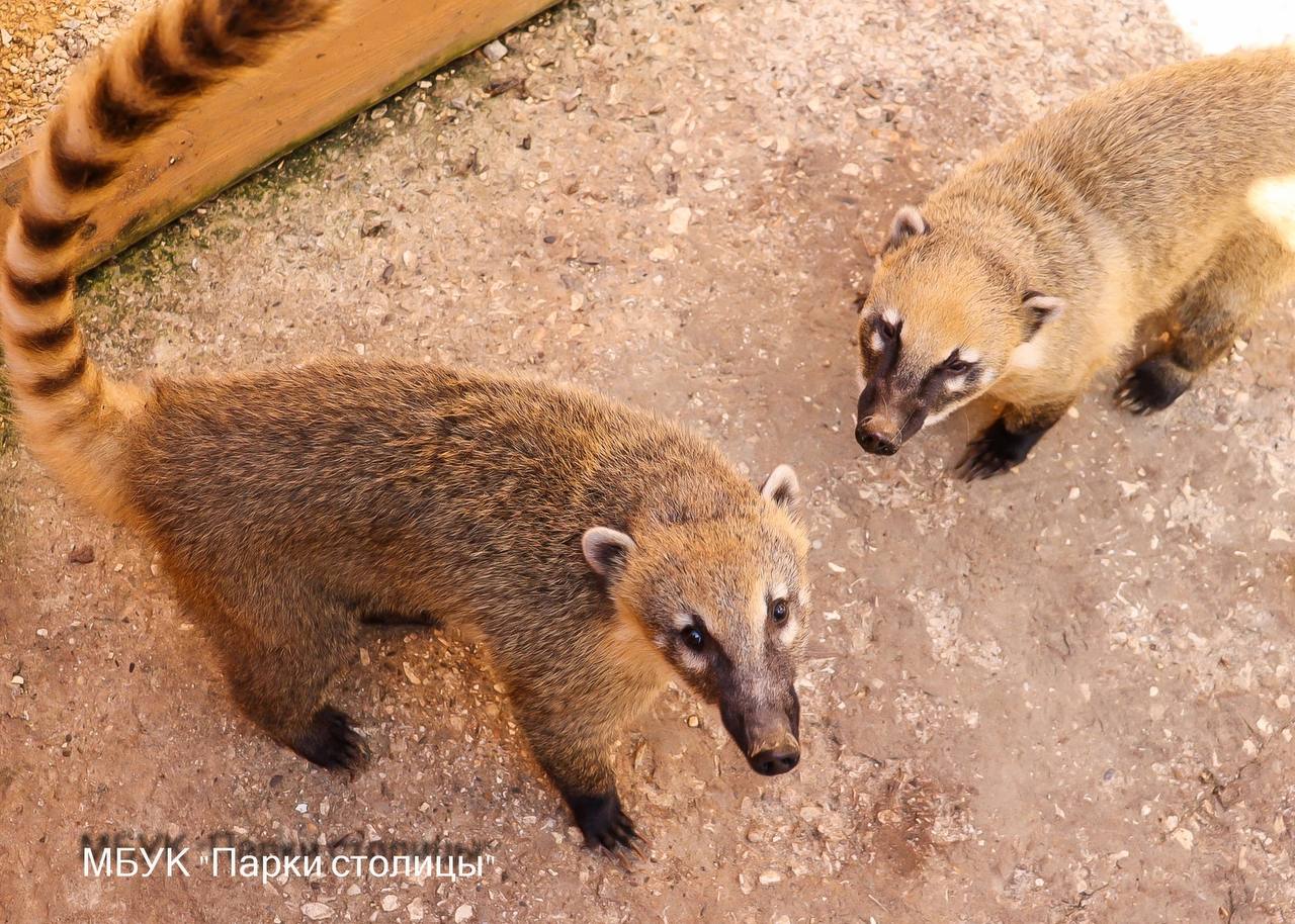 Сегодня День полосок и пятнышек — милый праздник, который заставляет улыбнуться Сегодня День полосок и пятнышек — милый праздник, который заставляет улыбнуться