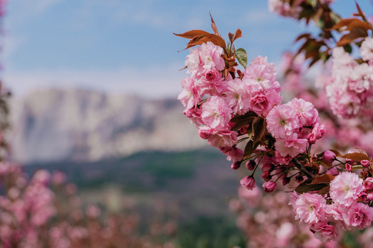 Чудо Ханами в Крыму: что ждёт гостей фестиваля «Цветущая сакура» Чудо Ханами в Крыму: что ждёт гостей фестиваля «Цветущая сакура»
