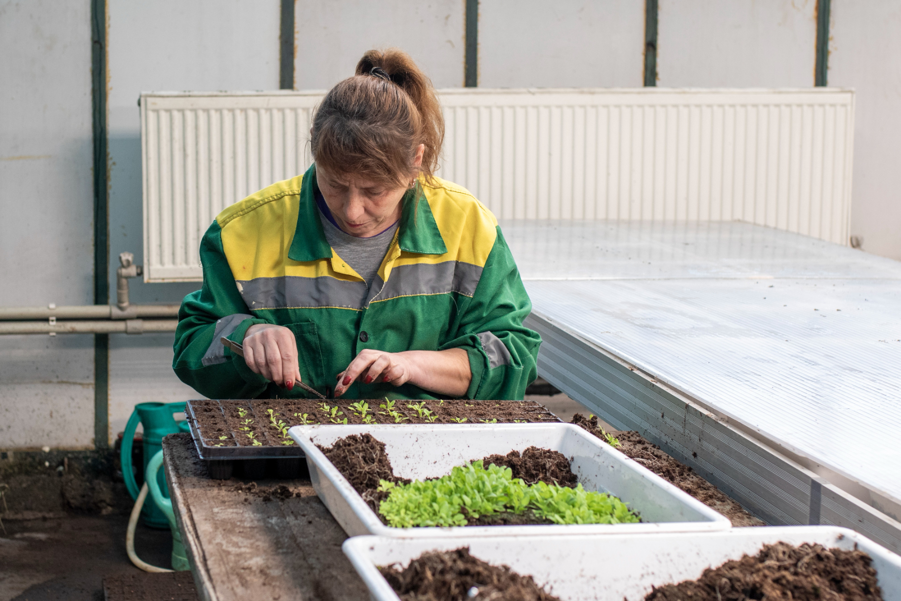 Более 60 тысяч цветов украсят Симферополь к майским праздникам