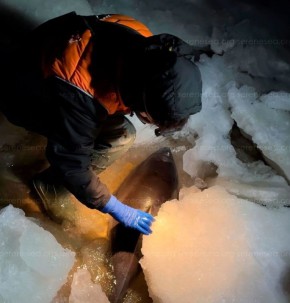 ��������-������ ������� � ������� ����� ��������� ����