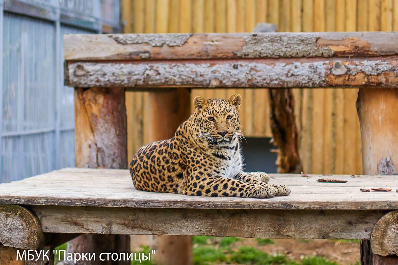 Сегодня День полосок и пятнышек — милый праздник, который заставляет улыбнуться Сегодня День полосок и пятнышек — милый праздник, который заставляет улыбнуться