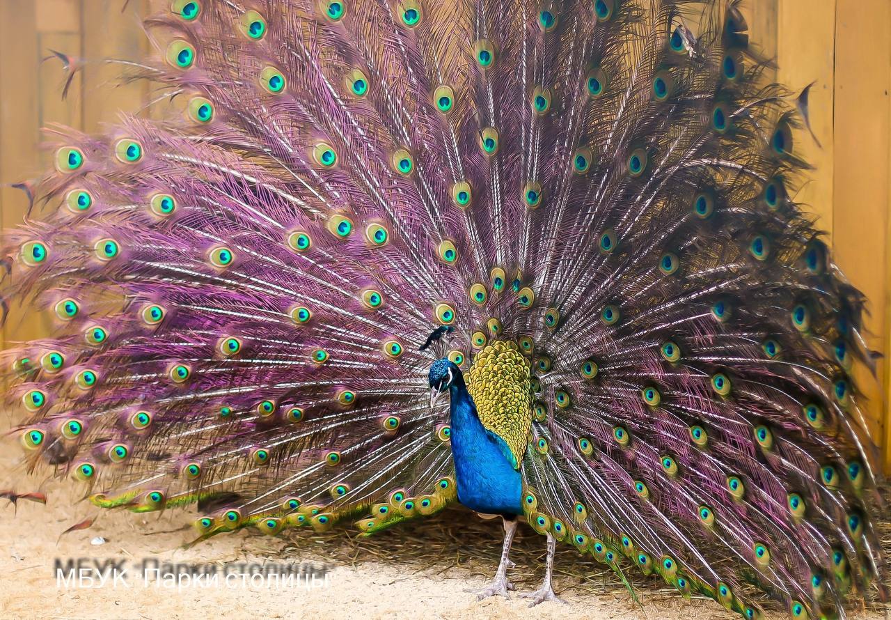 Сегодня День полосок и пятнышек — милый праздник, который заставляет улыбнуться Сегодня День полосок и пятнышек — милый праздник, который заставляет улыбнуться