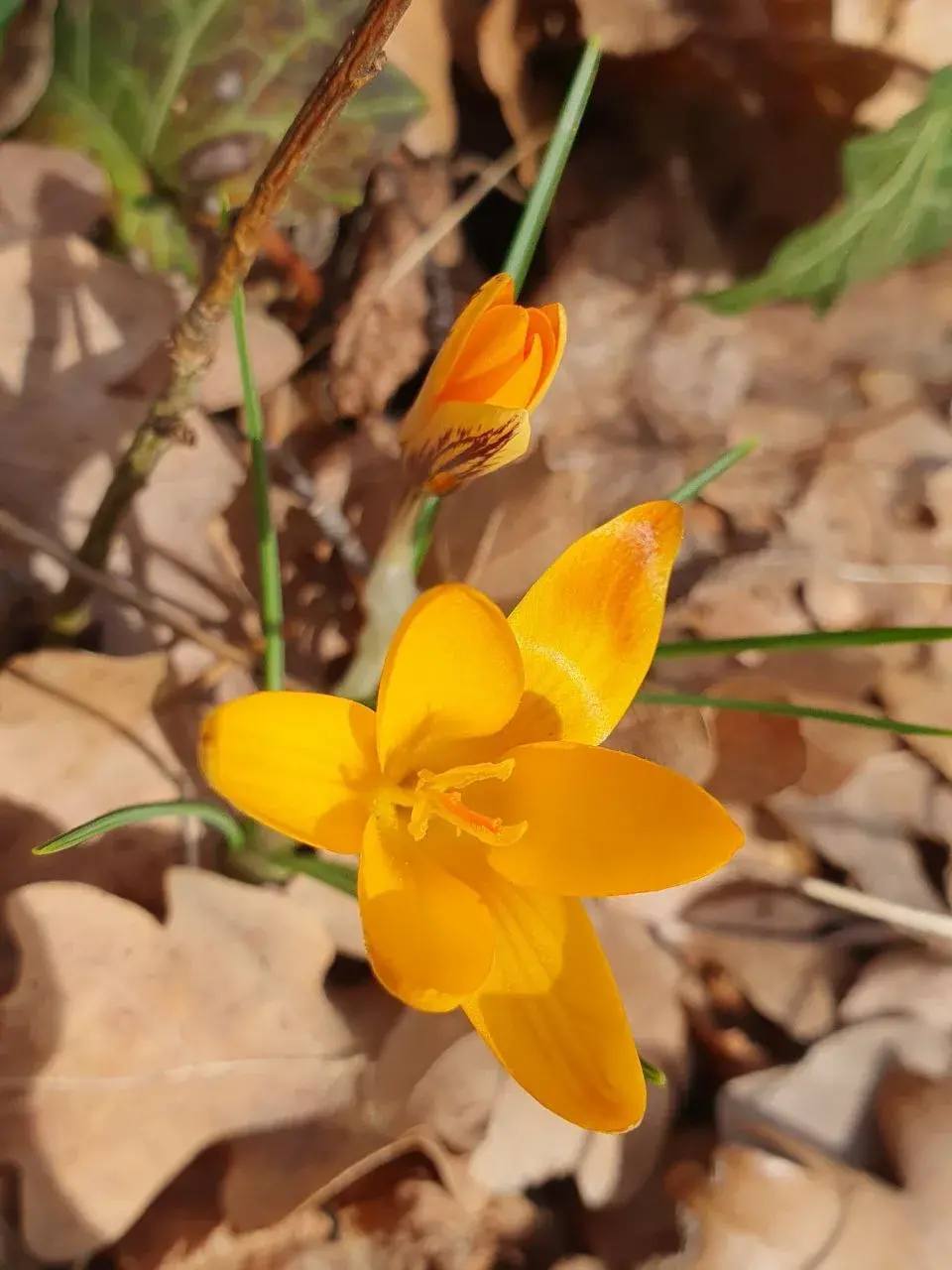 Янина Павленко: Три дня до весны Ялта готовится к курортному сезону – к встрече с любимыми гостями Янина Павленко: Три дня до весны Ялта готовится к курортному сезону – к встрече с любимыми гостями