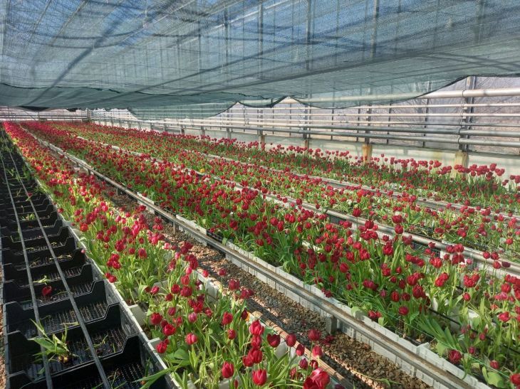 В Крыму выращивают тюльпаны с помощью гидропонной системы