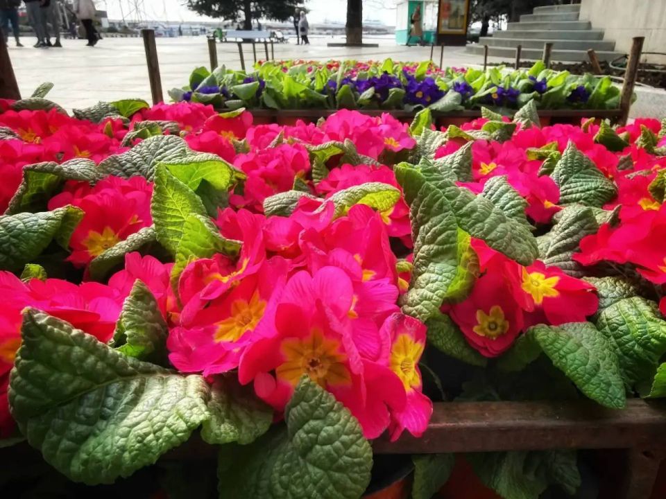 Янина Павленко: Весенняя высадка цветов на старте – «Зеленстрой» вместе с активистами по доброй и прекрасной традиции в канун 8 марта создают на наших улочках живые открытки Янина Павленко: Весенняя высадка цветов на старте – «Зеленстрой» вместе с активистами по доброй и прекрасной традиции в канун 8 марта создают на наших улочках живые открытки