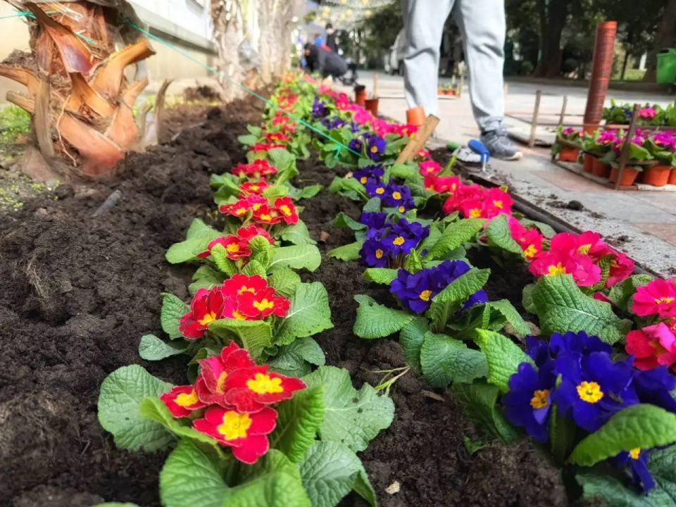 Янина Павленко: Весенняя высадка цветов на старте – «Зеленстрой» вместе с активистами по доброй и прекрасной традиции в канун 8 марта создают на наших улочках живые открытки Янина Павленко: Весенняя высадка цветов на старте – «Зеленстрой» вместе с активистами по доброй и прекрасной традиции в канун 8 марта создают на наших улочках живые открытки