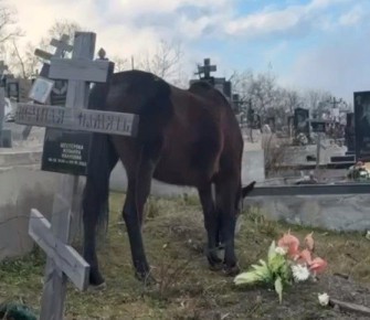 В Крыму по кладбищу разгуливают кони-осквернители