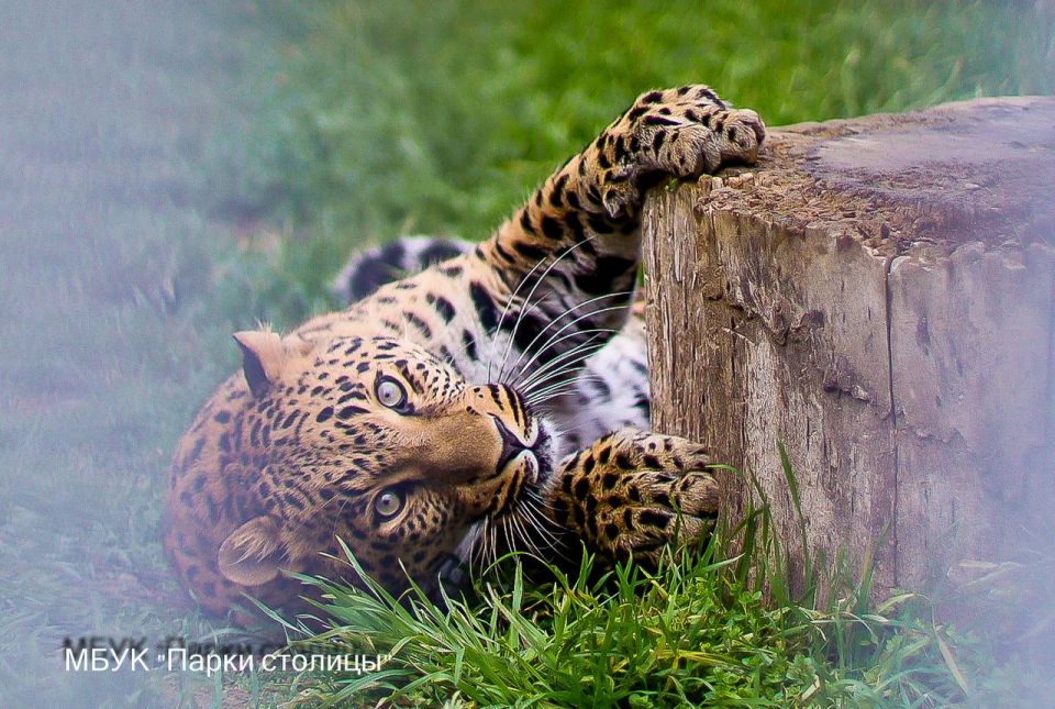 #���������_���������. ����� �� �������� �������������� ������� �� ���������������� ���������?