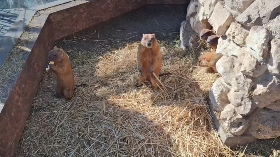 В Бахчисарайском парке миниатюр проснулись байбаки, что знаменует приход теплой погоды, сообщил директор парка Виктор Жиленко