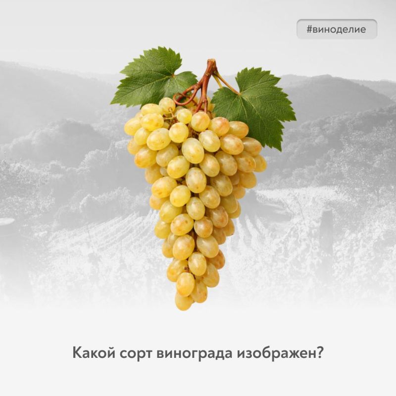 Легенда советских виноградников