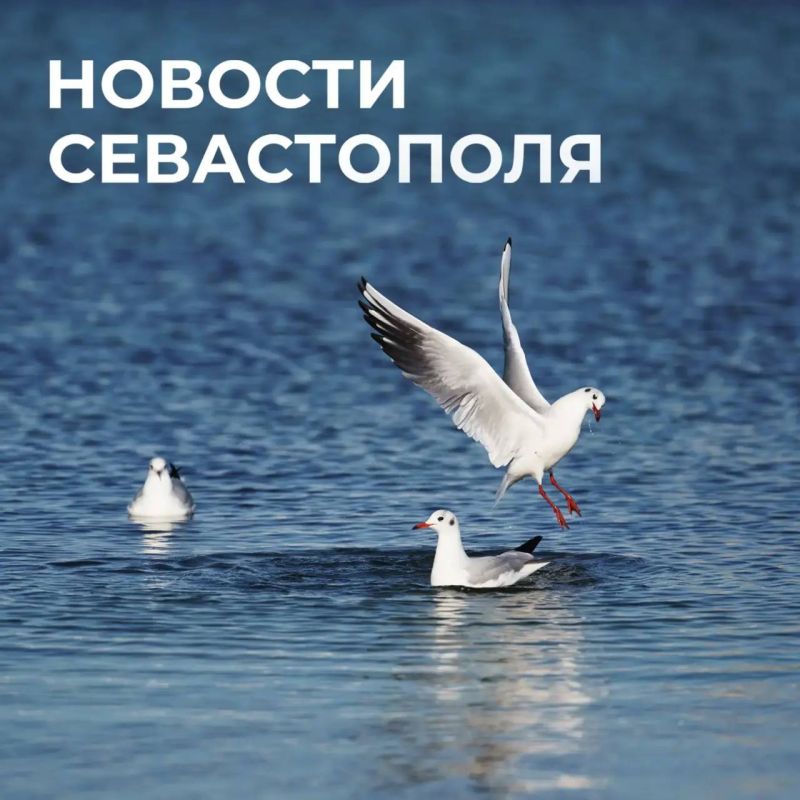 Михаил Развожаев: Коротко о главном:. Всем миром: волонтеры и молодежные организации Севастополя помогают ликвидировать последствия ночной атаки на город