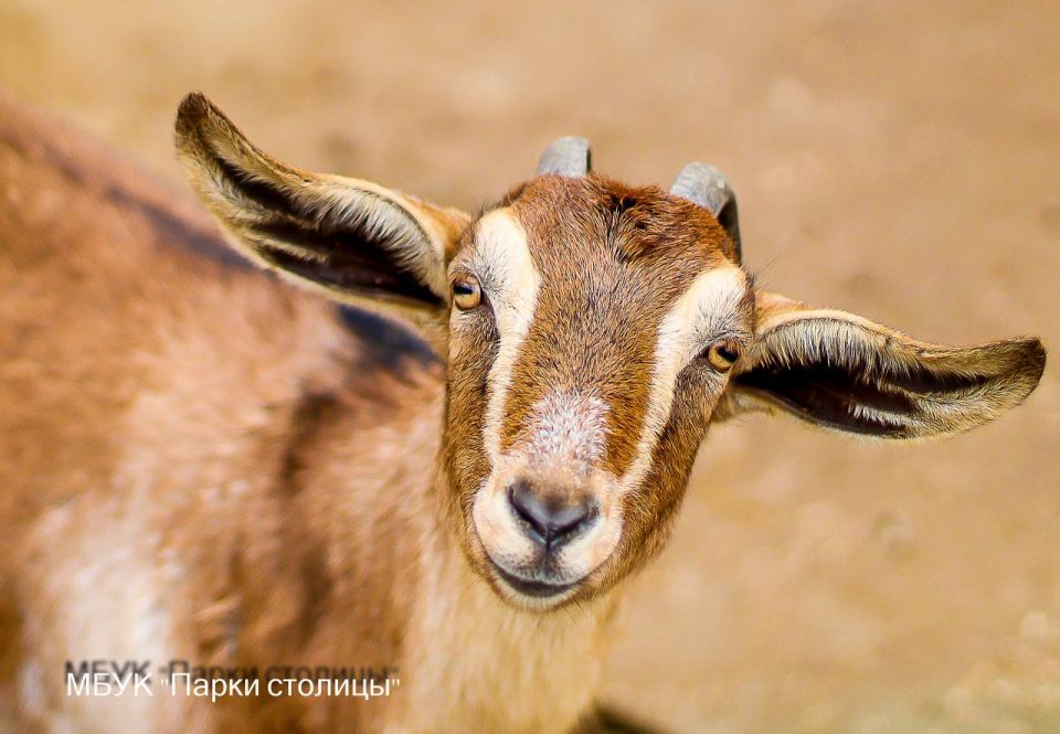 #обитатели_зооуголка. Если вам кажется, что козы — это просто деревенские животные без изюминки, значит вы не видели козочек Симферопольского зооуголка