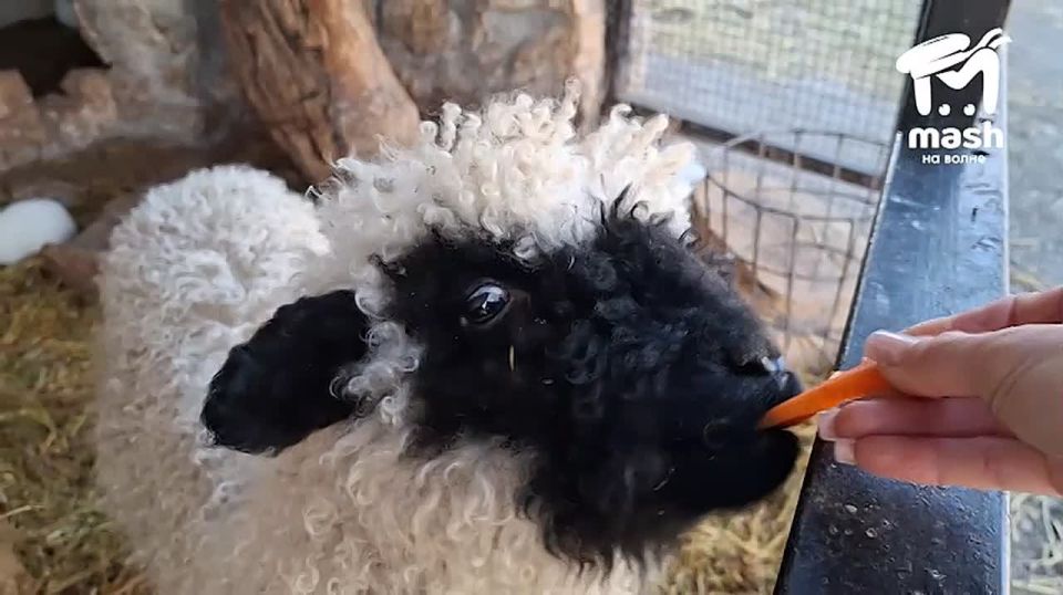 Быть бараном хорошо. Маленьким, ещё лучше