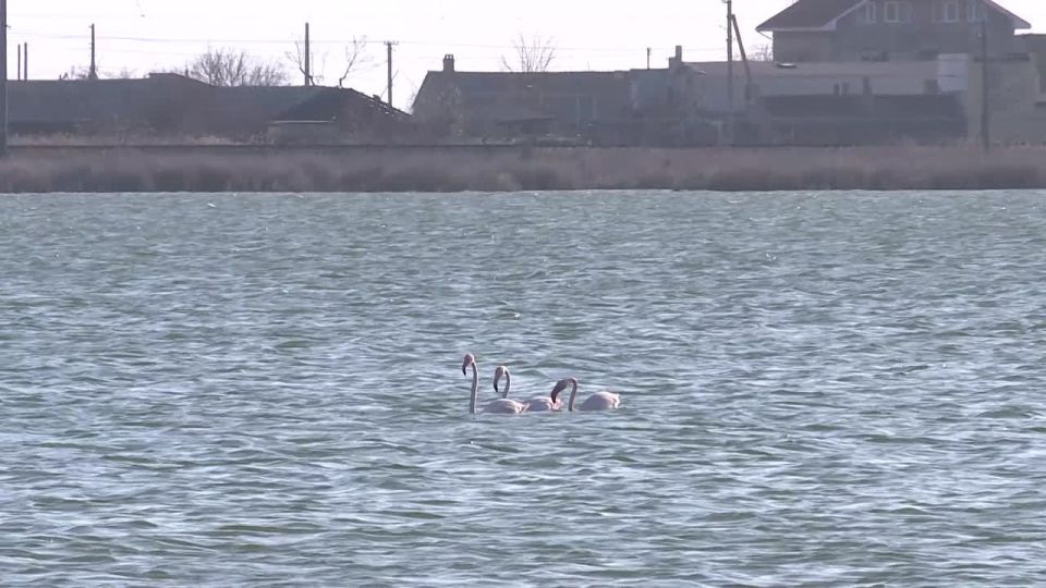 Такую красоту заметили сегодня в Евпатории