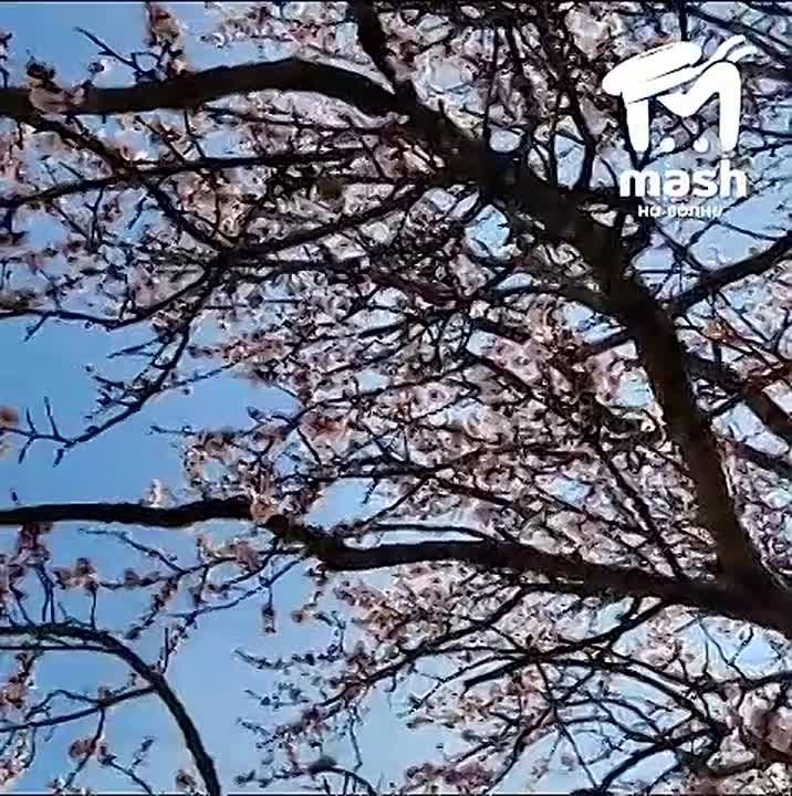 Дож-да-лииииись! Весна пришла на полуостров, миндаль зацвёл! Этот волшебный аромат можно почувствовать даже через экран