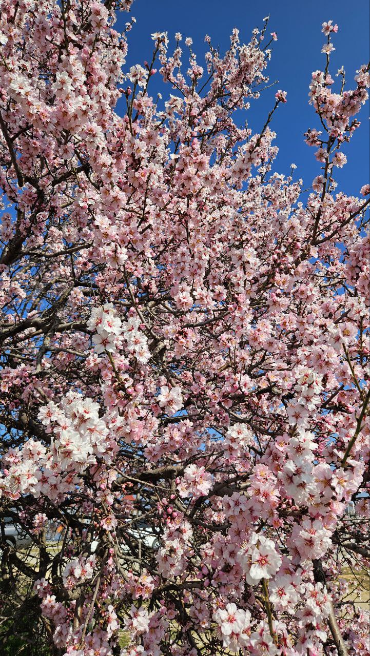Сейчас повсеместно в Крыму цветет миндаль