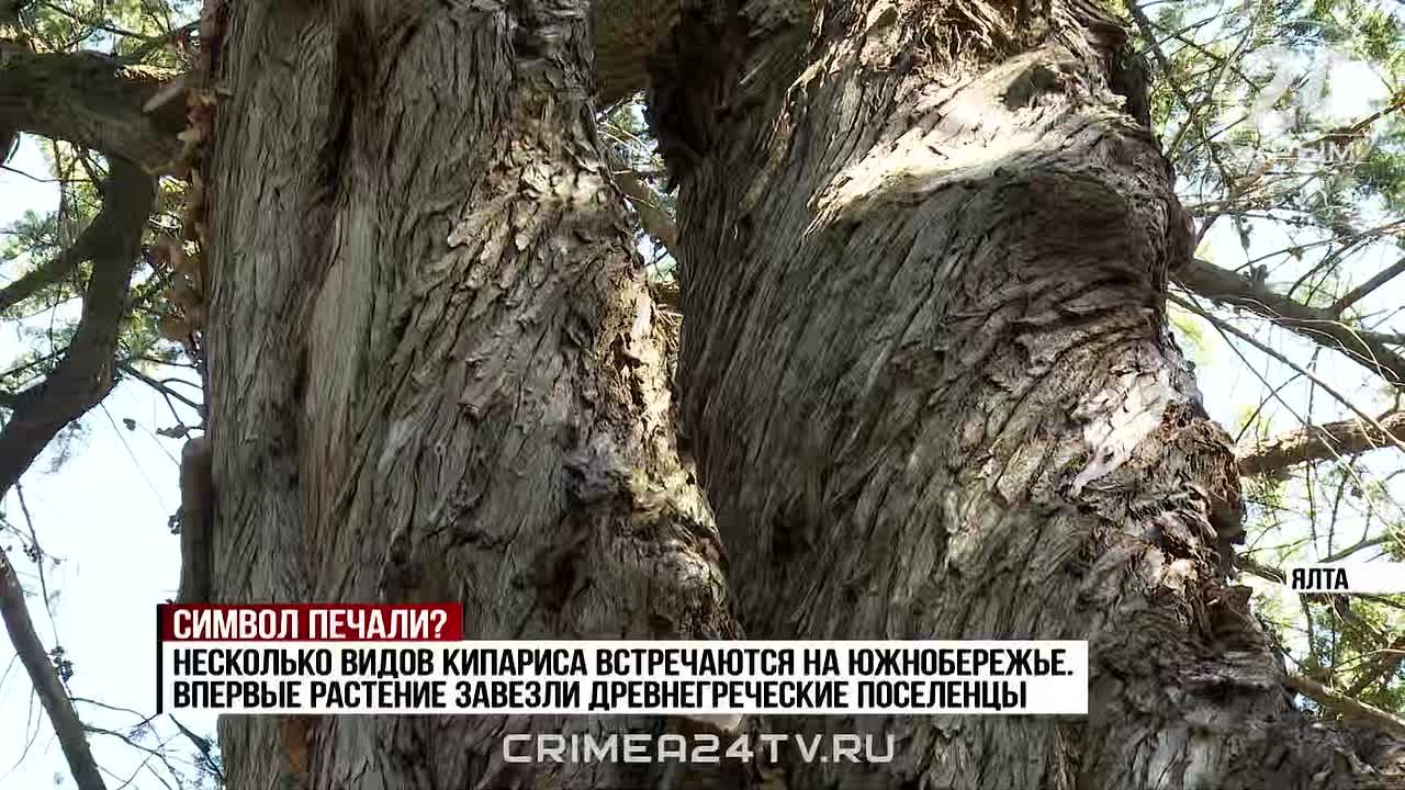 На Южном берегу Крыма началось опыление кипариса