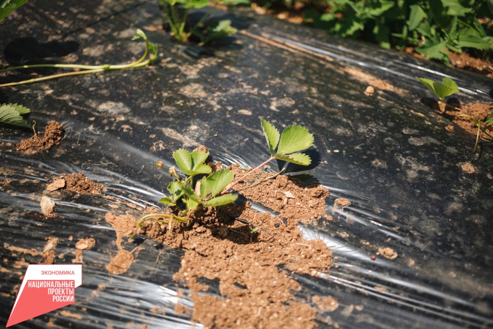 Благодаря мерам поддержки крымское аграрное предприятие смогло привлечь на развитие 4,4 млн рублей