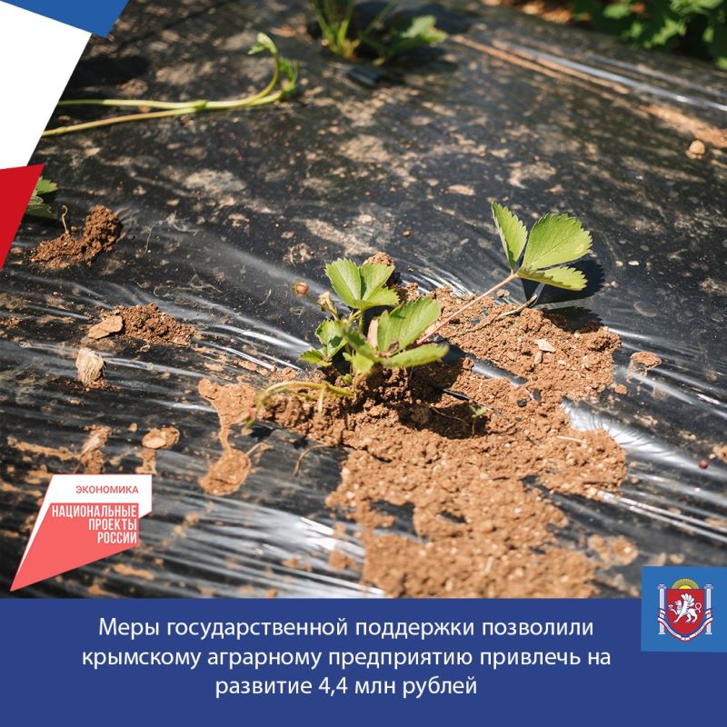 Благодаря мерам поддержки крымское аграрное предприятие смогло привлечь на развитие хозяйства 4,4 млн рублей