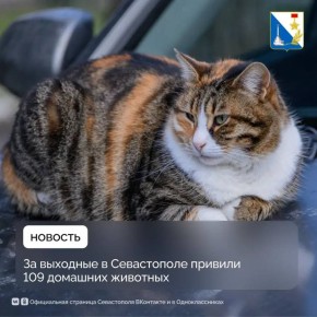 Более 100 питомцев привили ветеринары Севастополя на выходных